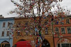 Kraslicovník oživuje centrum Hranic / fotogalerie / Kraslicovník na Masarykově náměstí, foto: Ivana Žáková