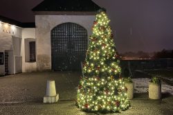 Centrum města se zbarvilo do modra / fotogalerie / Vánoční stromeček Foto: Kateřina Valentová