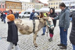 Velká fotoreportáž z Vítání jara na náměstí / fotogalerie / ...nebo se na nich i povozit, foto: Jiří Necid