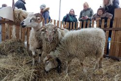 Vítání jara a farmářské trhy přilákaly stovky návštěvníků / fotogalerie / Mobilní salaš přivezla živé ovečky, foto: Jakub Rob